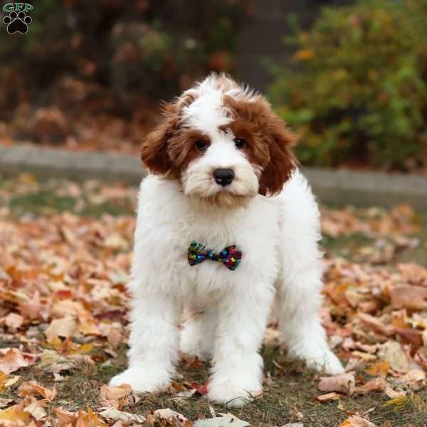 Austin, Cavapoo Puppy